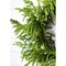 24” Just Cut Norfolk Pine Wreath Fresh & Lush Holiday Decoration